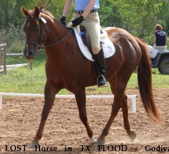 LOST Horse in TX FLOOD - Godiva, Deceased Near Buda, TX, 78610